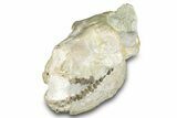 Fossil Oreodont (Merycoidodon) Skull - South Dakota #285132-4